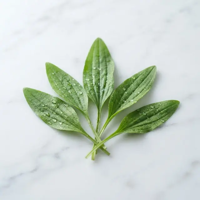 Ekstrakt z babki lancetowatej (Plantago lanceolata) — składnik żelu Fleboxin